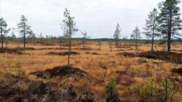 Viinivaarasta, jossa Oulun kaupungilla on vedenottosuunnitelmia, on otettu suojeluun uusia soita. Suojelu saattaa lisätä alueen arvoa ja antaa Oululle syytä arvioida soiden, kuten kuvassa näkyvän Leppisuon ja alueen vesistöjen merkitystä.