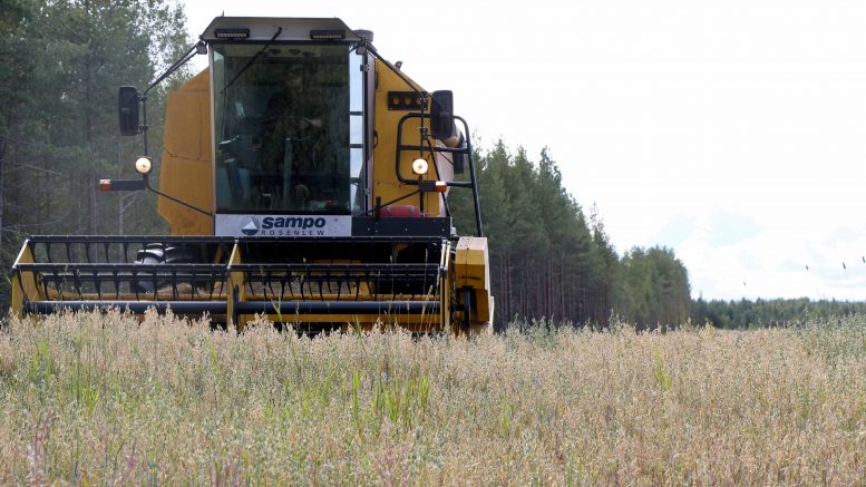 Puimureita näkyy alkavan syksyn aikana pelloilla, mutta myös liikenteessä.