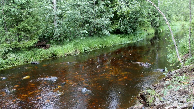 Kunnostustyöt antavat luonnolle edellytykset toipumiseen. Kuvassa yksi Kotakosken kunnostetuista kohdista. Kuvat: Joni Nalli