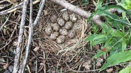 Pirkoksi nimetty riekko on tehnyt pesänsä, jossa hautoo 11 munaa Harri Sanaksenahon pihapiiriin aivan koiratarhojen läheisyyteen. Kuva: Harri Sanaksenaho.