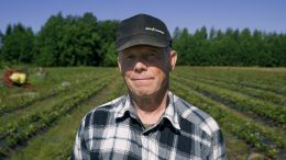 Erkki Mikkonen on viljellyt mansikkaa yli kolme vuosikymmentä. Kuva: Joona Karjalainen