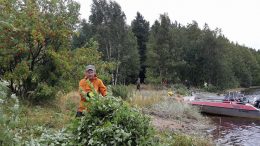 Talkoissa raivattiin villiintyneitä pusikoita, mikä avartaa rantamaisemaa. Kuvat: Heikki Aarnipuro