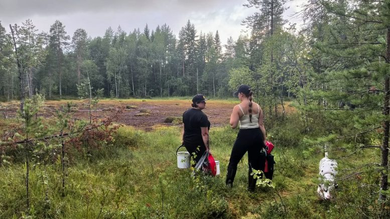 Minun suveni on parhaimmillaan marjametsässä ja suolla ystävien kanssa. Kuva: Leila Ukkola