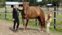 Varsoja löytyy myös omasta takaa. Marjo Parpalan tamma Vranssiina synnytti kesällä varsan, joka sai nopeasti nimekseen Salama. Kuva: Anu Kauppila.