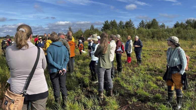 Komppasuo Oijärvellä on Suomessa ensimmäinen laajassa mittakaavassa toteutettava suokasvillisuuden palautushanke, jota seuraa laaja joukko asiantuntijoita. Kuva Anna-Kaisa Ronkanen.