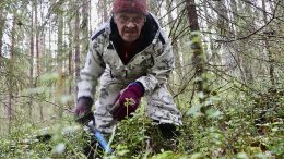 Matti Koistinaho etsii saksalaissotilaiden ruumiita Ylikiimingistä. Tässä hän kaivaa paikkaa, jossa metallinpaljastin kertoi olevan rautaa. Koistinaho uskoo, että esimerkiksi saksalaissotilaiden rautasaappaat paljastaisivat ruumiiden olinpaikat vielä vuosikymmenten jälkeenkin. Kuvat: Teea Tunturi