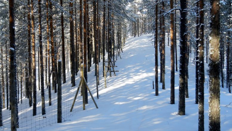 Kainuun metsäpeura-aitaa. Kuva: Metsähallitus Matti Kela