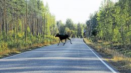 Hirvi on Suomen tärkein riistaeläin. Kannan harventamisella on merkitystä myös liikenne­turvallisuudelle. Arkistokuva: Ismo Piri