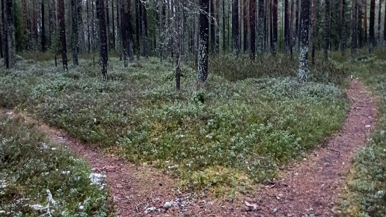 Iin kunnan taajamametsien hoitosuunnitelmalla tavoitellaan taajamametsien virkistyksellisten, ekologisten ja maisemallisten arvojen lisäämistä. Tavoitteena on turvata virkistysmetsien saavutettavuus. Kuva: Tuija Järvelä-Uusitalo